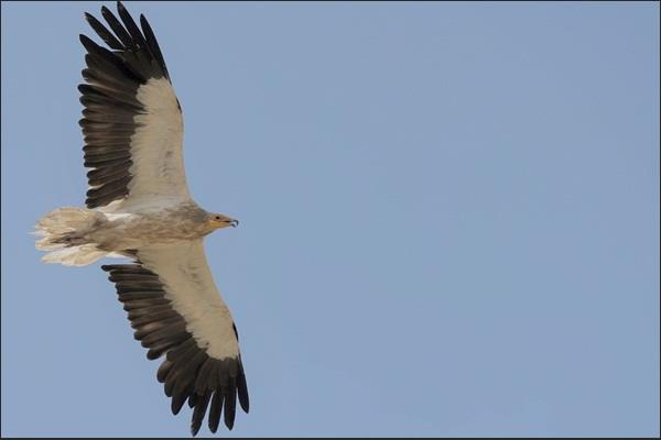Flying from breeding grounds in Uzbekistan, Egyptian vultures Anya & Arys migrate to India